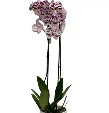 Orquídea Bella De Dos Varas