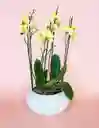 Diseño De Orquideas Grandes Amarillas