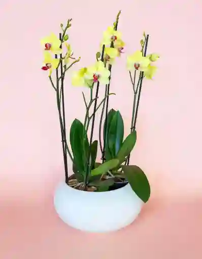 Diseño De Orquideas Grandes Amarillas