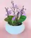 Diseño De Orquideas Medinas Moradas