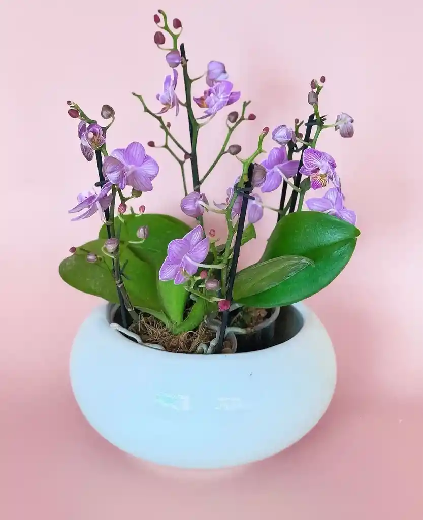 Diseño De Orquideas Medinas Moradas