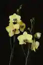 Diseño De Orquideas Grandes Amarillas