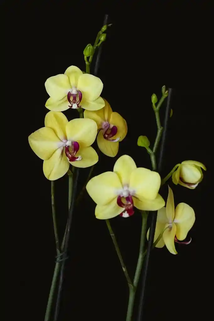 Diseño De Orquideas Grandes Amarillas