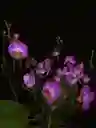 Diseño De Orquideas Medinas Moradas