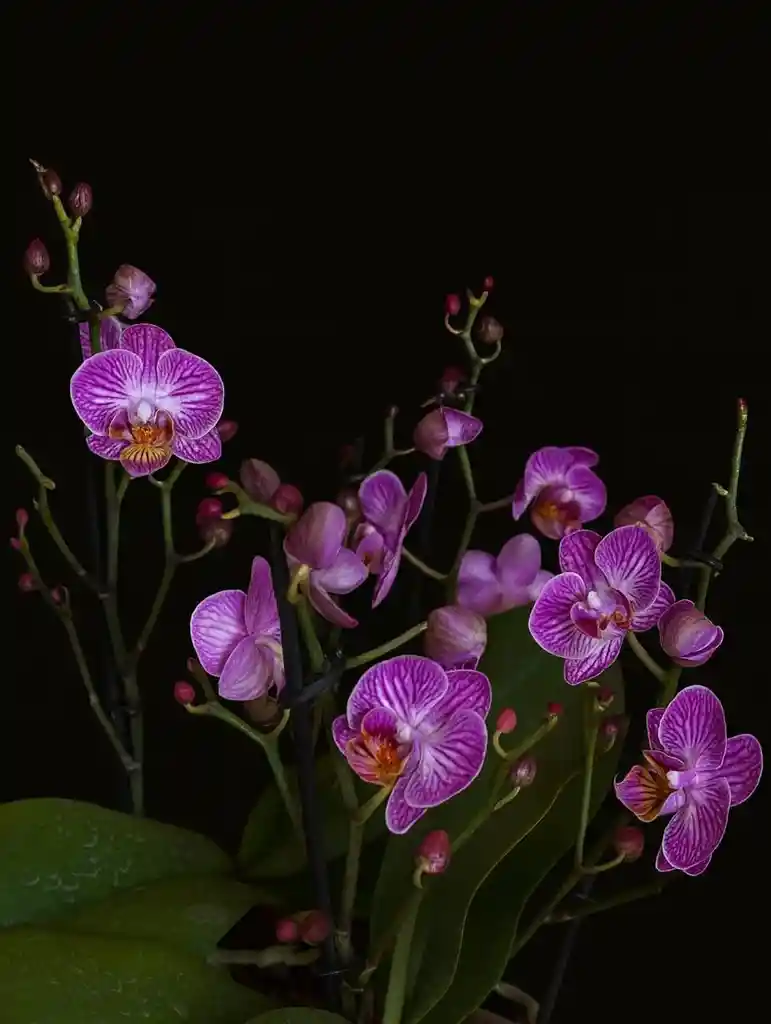 Diseño De Orquideas Medinas Moradas