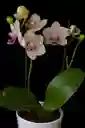 Orquidea Mini De 2 Varas Amarilla Con Matera Blanca