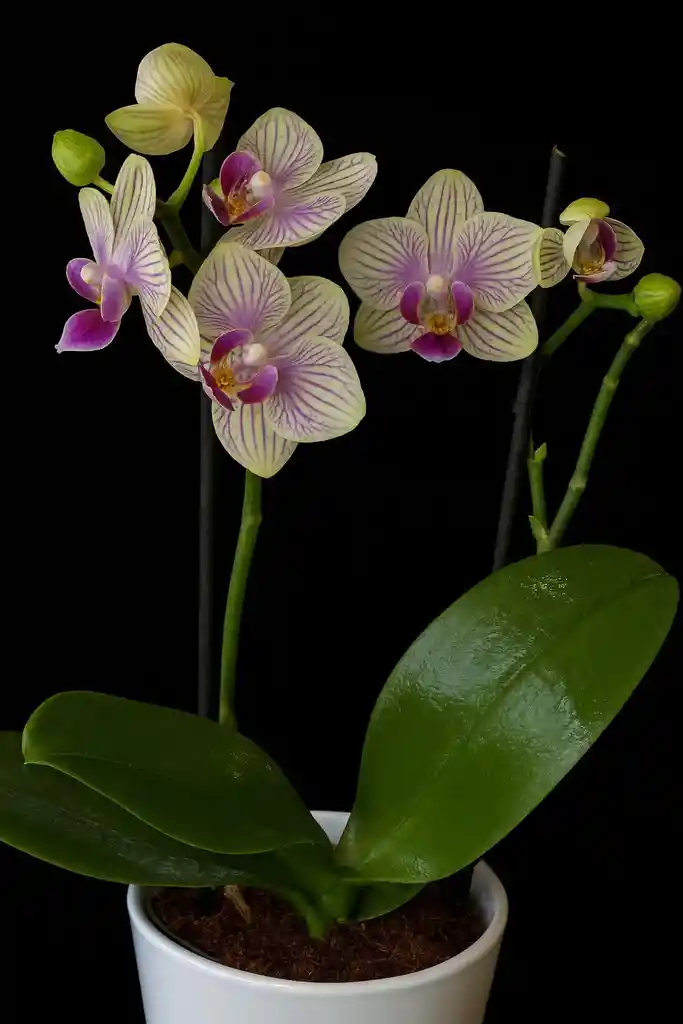 Orquidea Mini De 2 Varas Amarilla Con Matera Blanca