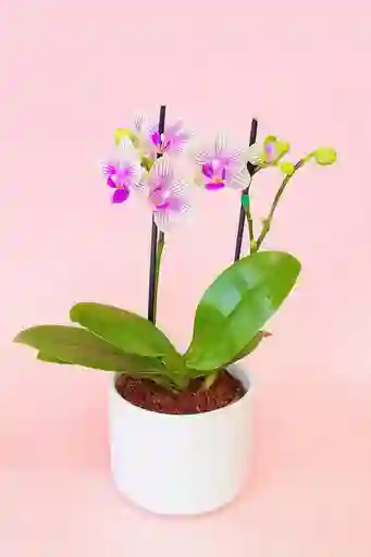 Orquidea Mini De 2 Varas Amarilla Con Matera Blanca