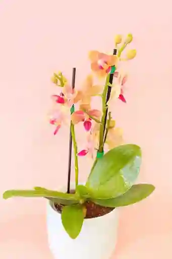 Orquidea Mini Narnaja De 2 Varas Con Matera Blanca