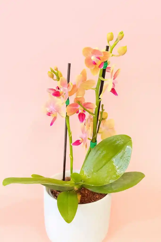 Orquidea Mini Narnaja De 2 Varas Con Matera Blanca