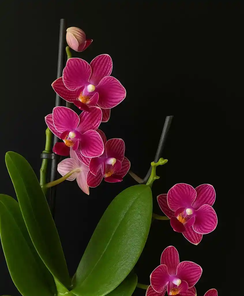 Orquidea Mini Roja De 2 Varas Con Matera Blanca.