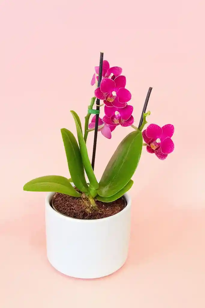 Orquidea Mini Roja De 2 Varas Con Matera Blanca.