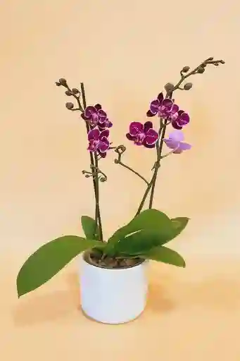 Orquidea Mediana Morada De 2 Varas Con Matera Blanca