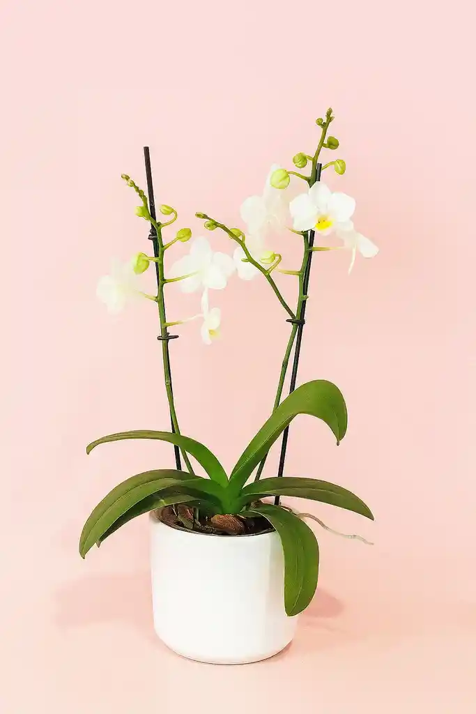 Orquidea Mediana Blanca De 2 Varas Con Matera Blanca