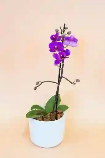 Orquidea Mediana Morada De 1 Varas Con Matera Blanca Altura Promedio 20 Cm.