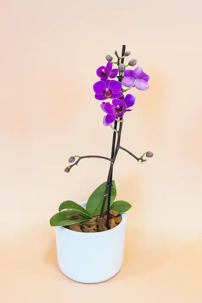 Orquidea Mediana Morada De 1 Varas Con Matera Blanca Altura Promedio 20 Cm.