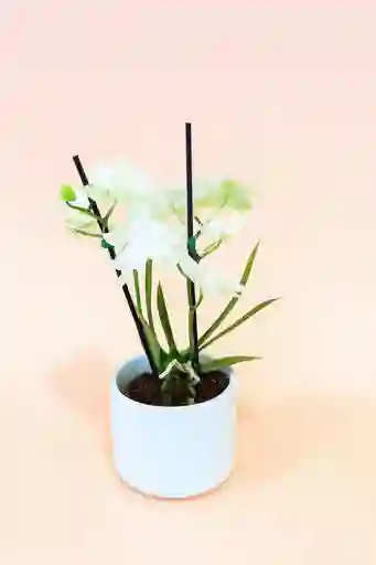 Orquidea Mini Blanca De 2 Varas Con Matera Blanca Altura Promedio 20 Cm.