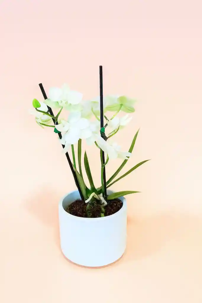 Orquidea Mini Blanca De 2 Varas Con Matera Blanca Altura Promedio 20 Cm.