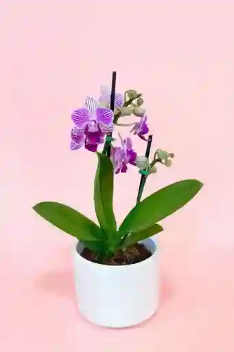 Orquidea Mini Morada De 2 Varas Con Matera Blanca Altura Promedio 20 Cm.