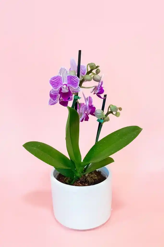 Orquidea Mini Morada De 2 Varas Con Matera Blanca Altura Promedio 20 Cm.