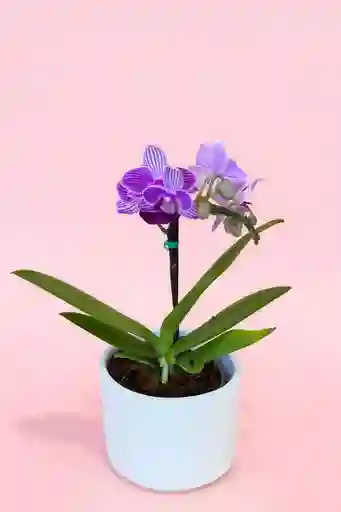 Orquidea Mini 1 Vara Morada Con Matera Blanca