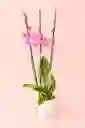 Orquidea Elite Rosada De 3 Varas Grande Con Matera Blanca