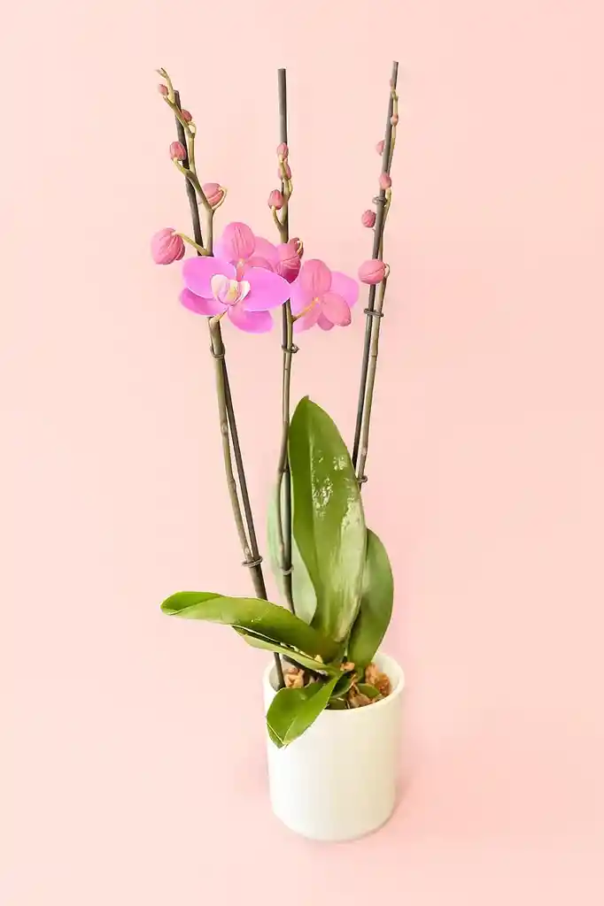 Orquidea Elite Rosada De 3 Varas Grande Con Matera Blanca