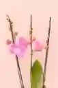 Orquidea Elite Rosada De 3 Varas Grande Con Matera Blanca