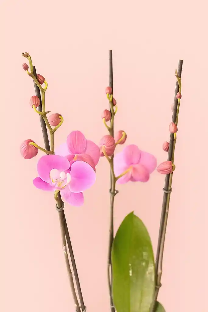 Orquidea Elite Rosada De 3 Varas Grande Con Matera Blanca