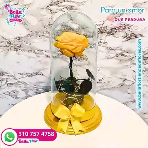 Rosa Preservada