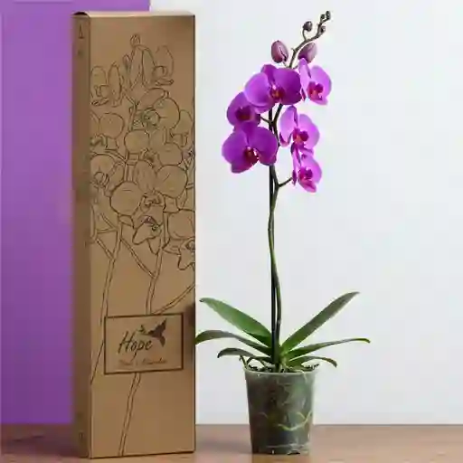 Orquidea 1 Vara De Regalo Del Cultivador