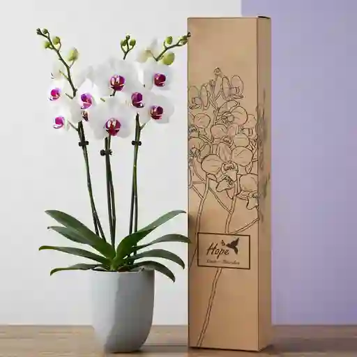 Orquidea 1 Vara De Regalo Del Cultivador