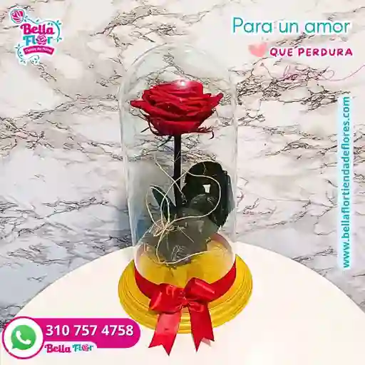 Rosas Preservadas