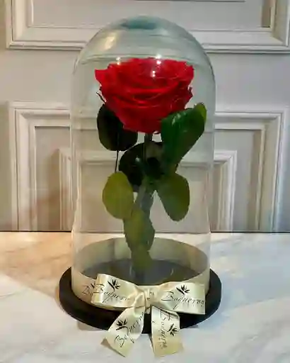 Flor, Rosa Preservada Roja