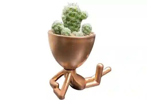 Cactus 🌵 El Regalo Perfecto