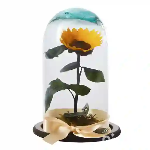 Girasol Eterno O Preservado