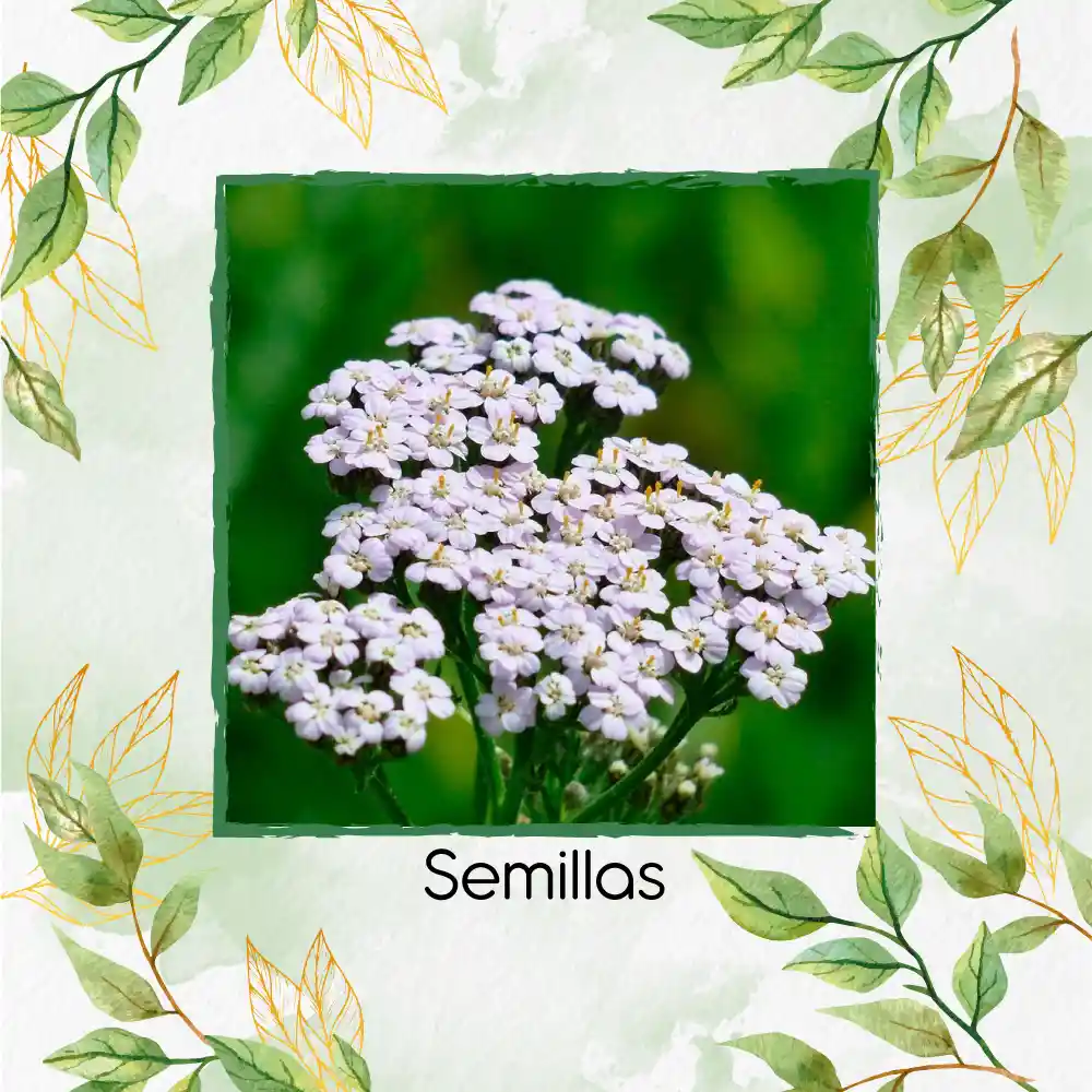 50 Semillas Orgánicas De Flor Achillea Milenrama Blanca