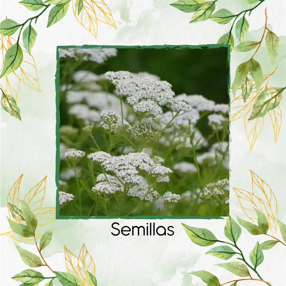 100 Semillas Orgánicas De Flor Achillea Milenrama Blanca