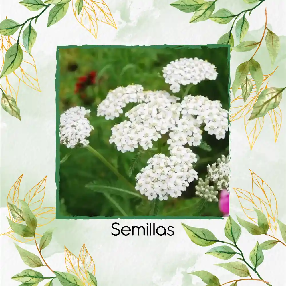 2.000 Semillas Orgánicas De Flor Achillea Milenrama Blanca
