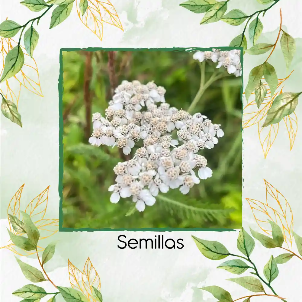 2.000 Semillas Orgánicas De Flor Achillea Milenrama Blanca