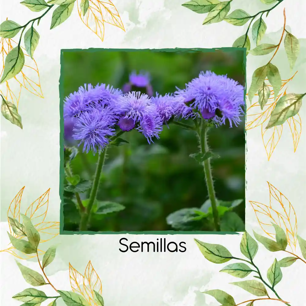 50 Semillas Orgánicas De Flor Ageratum Visón Azul Enano