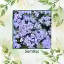 100 Semillas Orgánicas De Flor Ageratum Visón Azul Enano