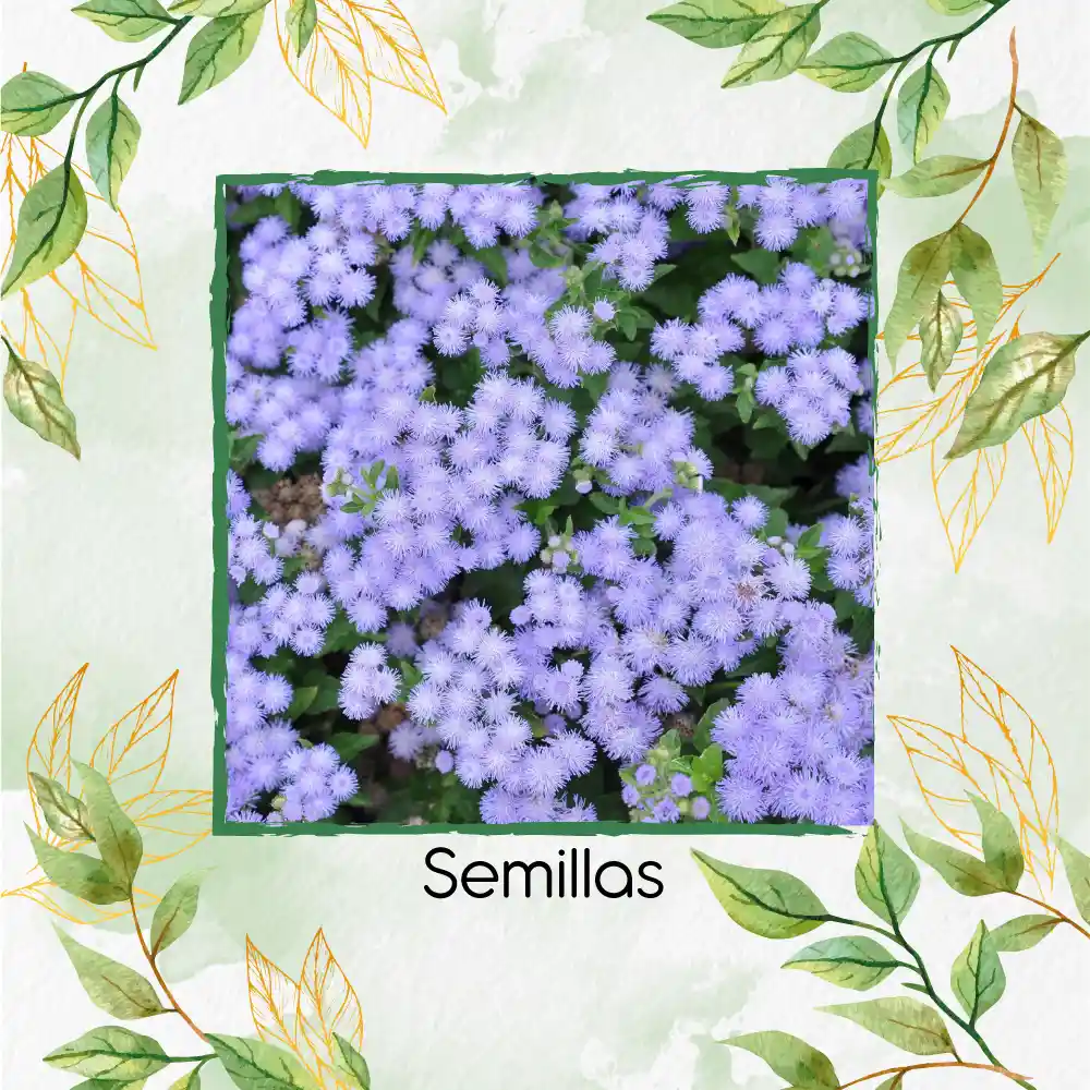 100 Semillas Orgánicas De Flor Ageratum Visón Azul Enano