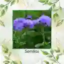 100 Semillas Orgánicas De Flor Ageratum Visón Azul Enano