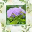 100 Semillas Orgánicas De Flor Ageratum Visón Azul Enano