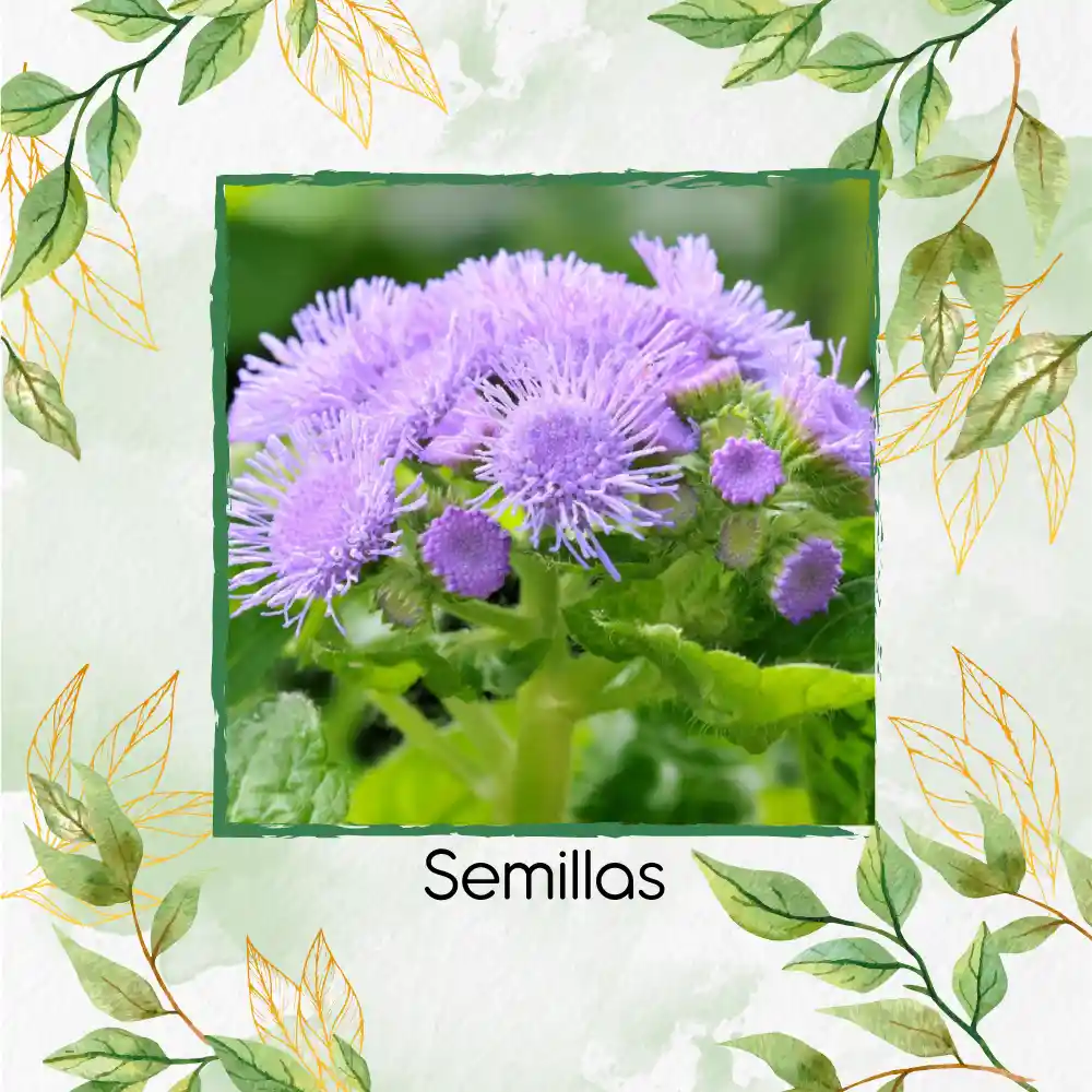 200 Semillas Orgánicas De Flor Ageratum Visón Azul Enano
