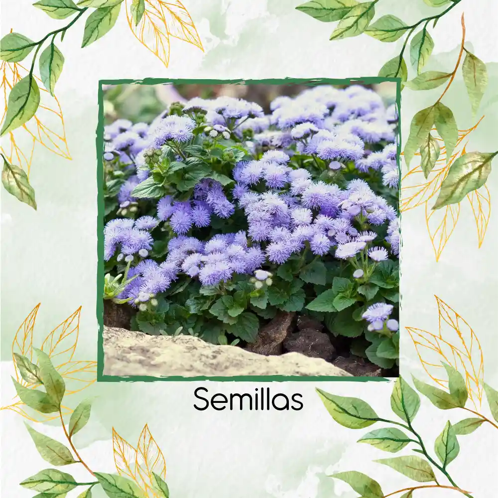 1.000 Semillas Orgánicas De Flor Ageratum Visón Azul Enano