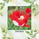 75 Semillas Orgánicas De Flor Amapola Danesa