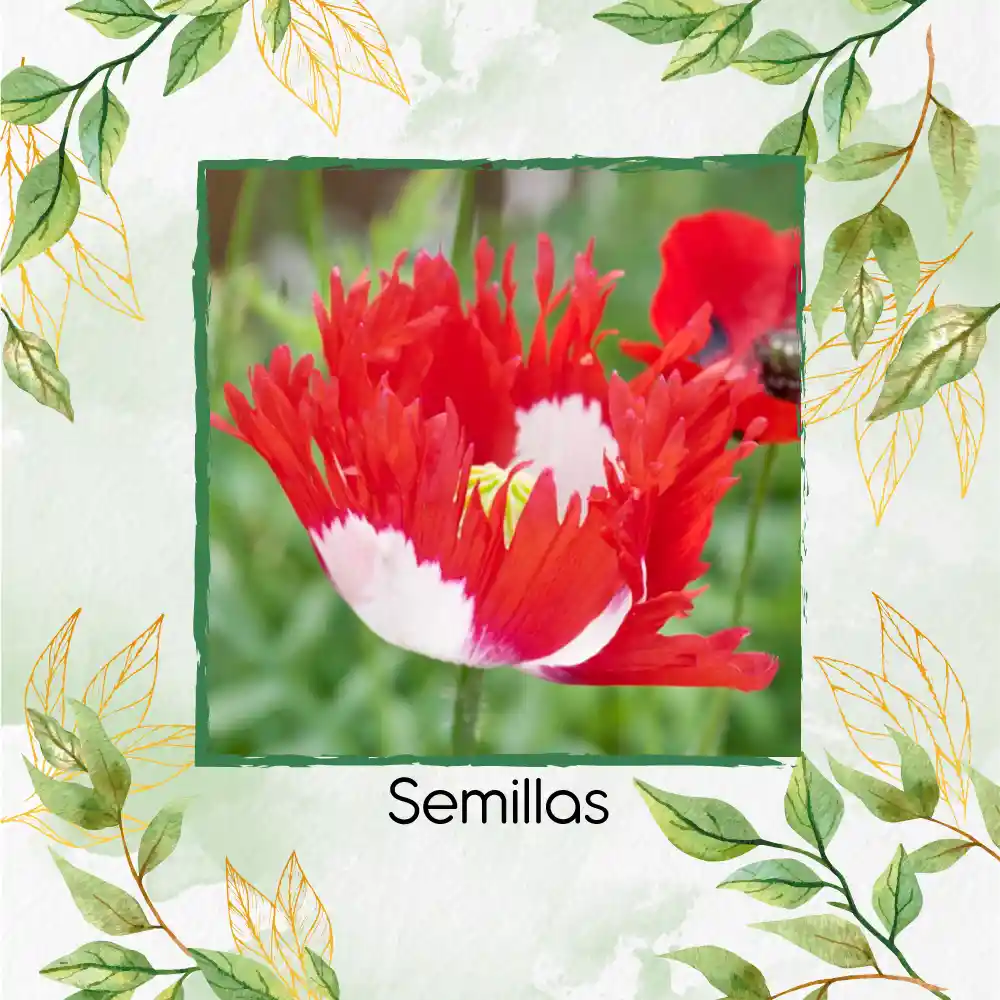 75 Semillas Orgánicas De Flor Amapola Danesa