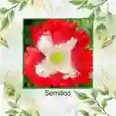 75 Semillas Orgánicas De Flor Amapola Danesa